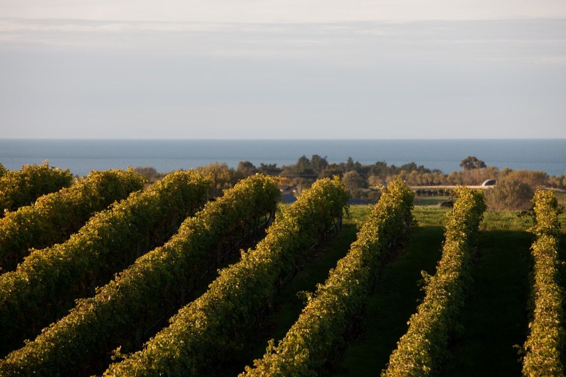 A view from one of the vineyards in Hawkes Bay 